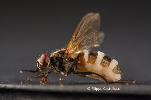 Sporulating female photo Filippo.jpg